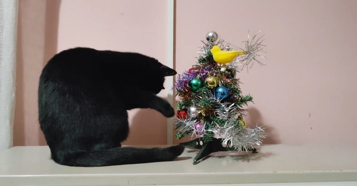 Dei gattini festeggiano il Capodanno mentre i padroni li filmano (VIDEO)