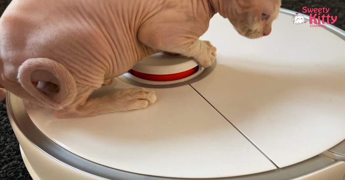 Dei gattini hanno paura dell’aspirapolvere e la padrona filma la scena (VIDEO)