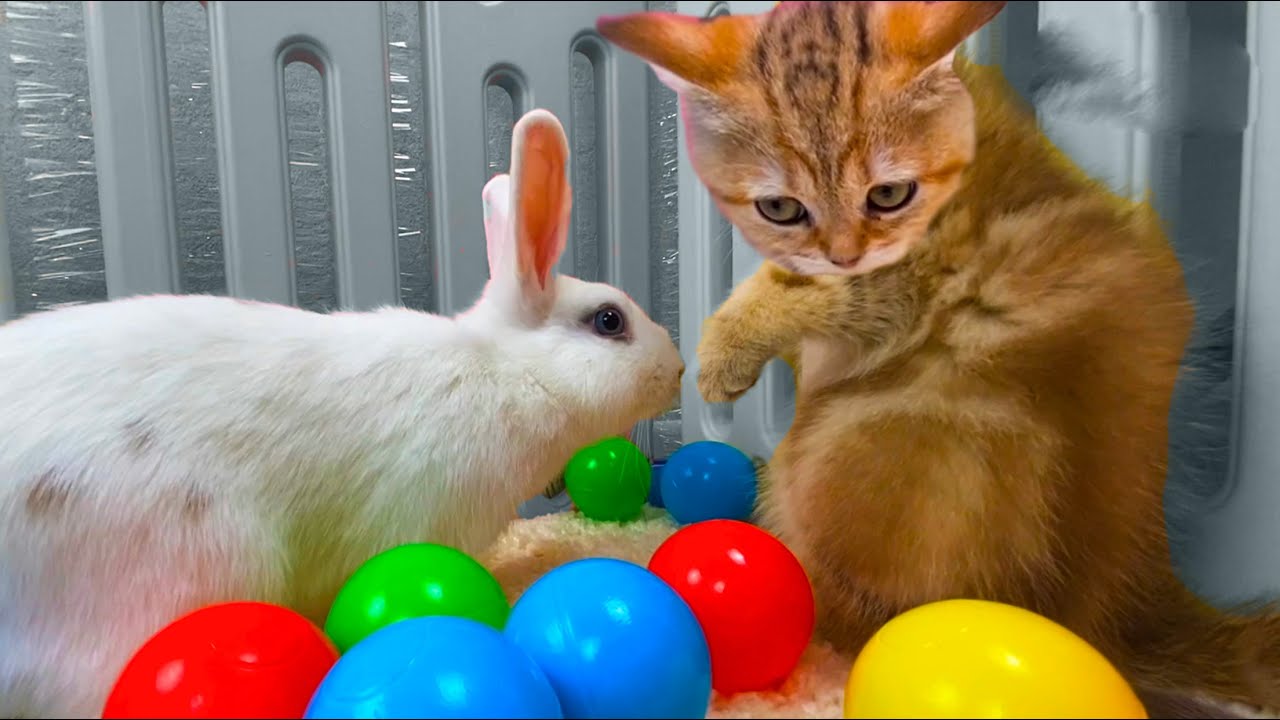 Dei gattini incontrano coniglietti per la prima volta (VIDEO)
