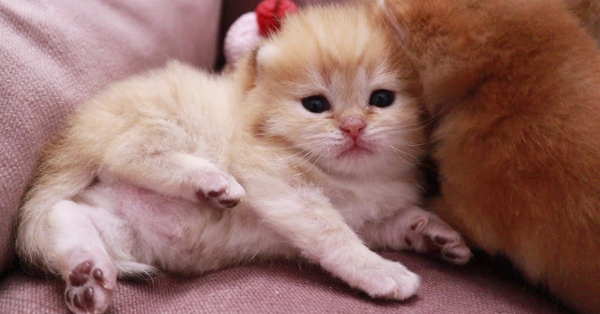 Dei gattini iniziano a scoprire il mondo e imparano a camminare (VIDEO)
