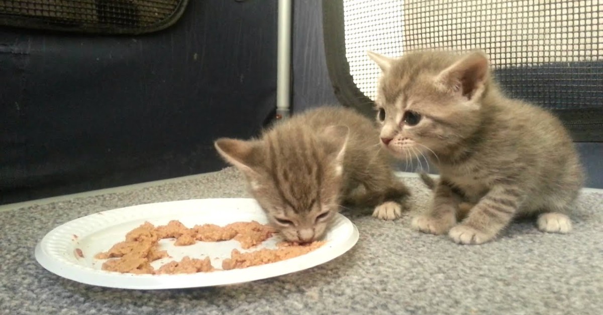 Dei gattini mangiano cibo solido per la prima volta (VIDEO)