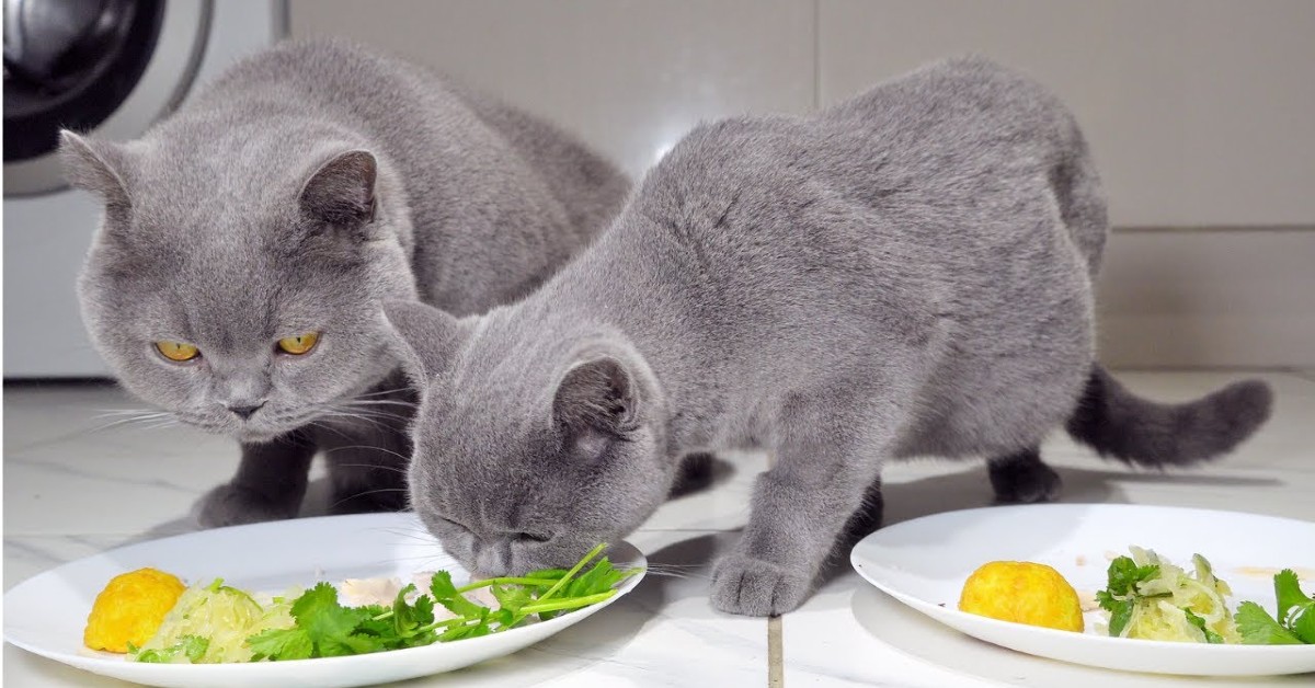 Due gattini mangiano la cena di Natale in compagnia del padrone (VIDEO)
