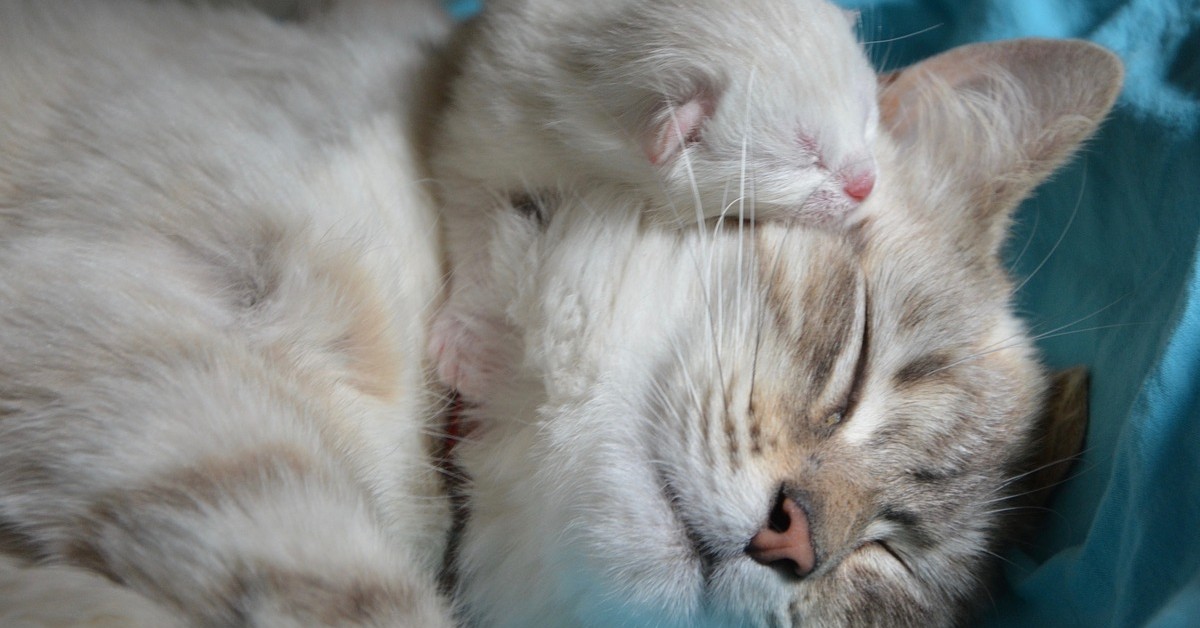 gattini orfani trovano una dolce mamma adottiva
