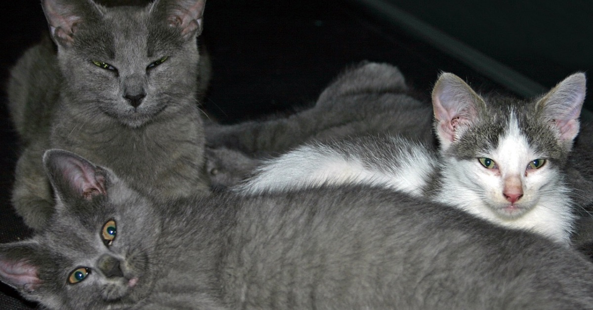 gattini orfani trovano una dolce mamma adottiva