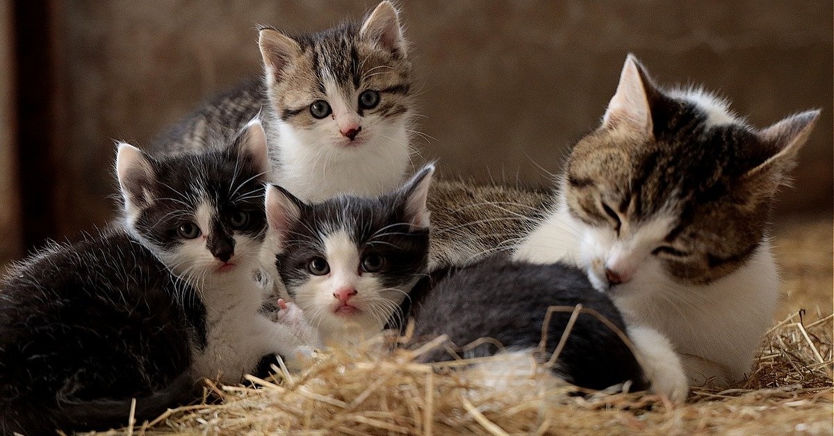 I gattini orfani trovano una dolce mamma adottiva (VIDEO)
