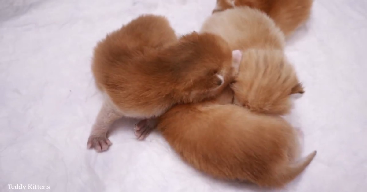 Dei Gattini Piccoli Si Rilassano In Compagnia Della Loro Mamma Video Il Mio Gatto E Leggenda