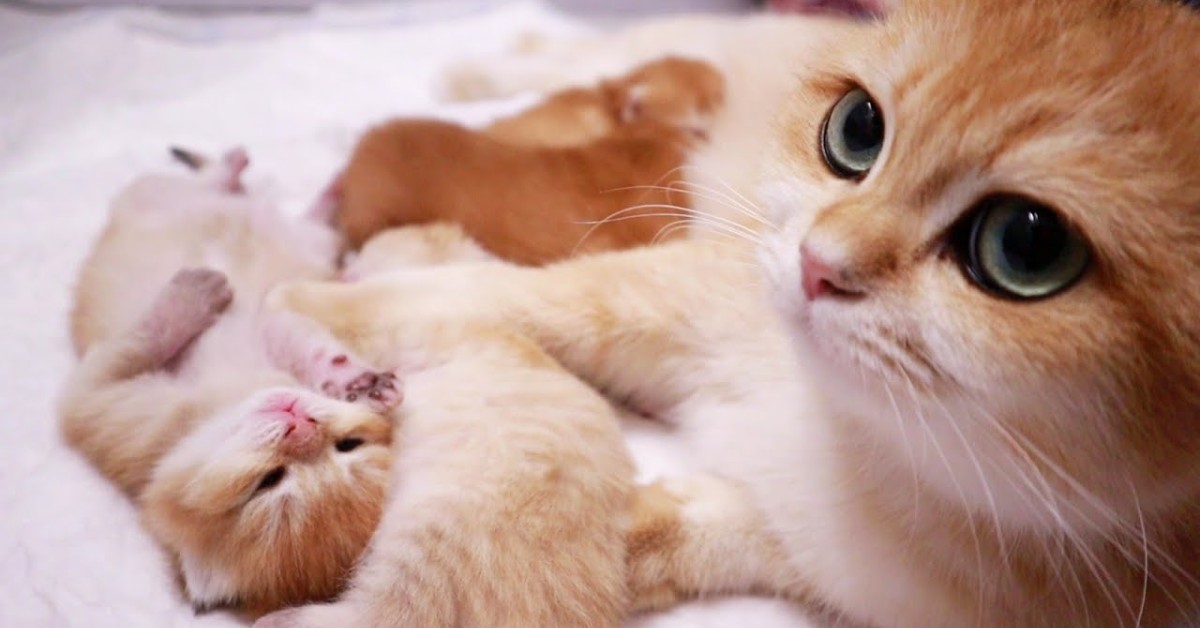 Dei gattini piccoli si rilassano in compagnia della loro mamma (VIDEO)
