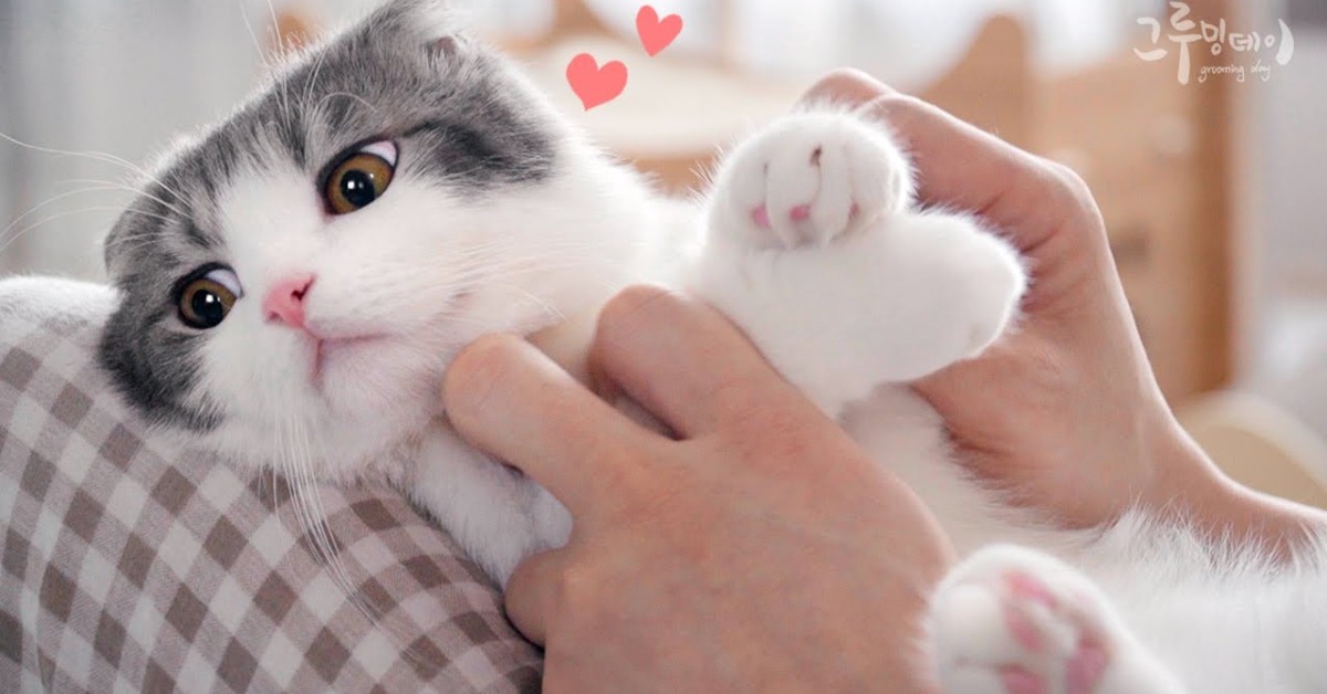 Dei gattini ricevono le coccole e giocano insieme al padrone (VIDEO)
