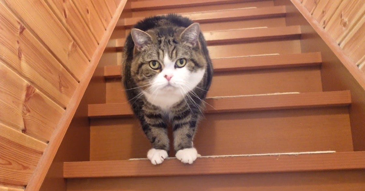 I gattini salgono e scendono le scale di casa e si rilassano (VIDEO)