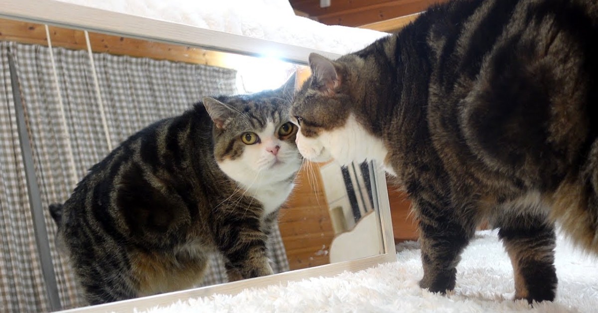 Dei gattini si guardano allo specchio e sono dubbiosi (VIDEO)