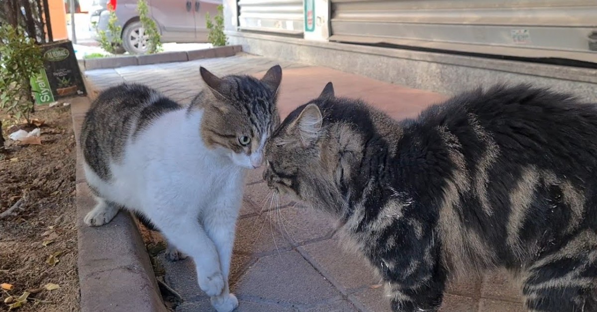 Dei gattini si preparano per lo scontro che per fortuna viene evitato (VIDEO)