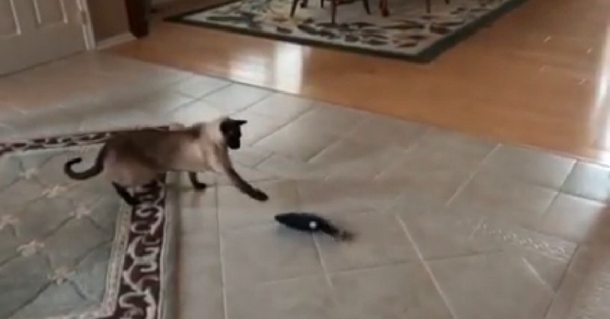 Gattini siamesi giocano con un peluche a forma di pesce