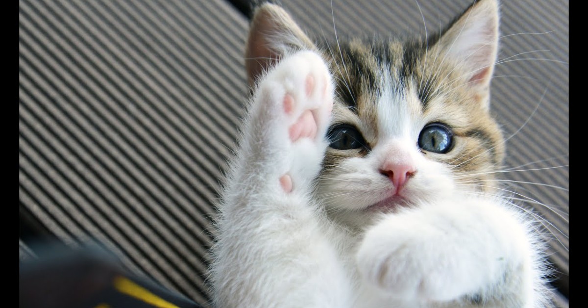 Attenzione al tuo gatto: se soffoca puoi salvarlo facendo in questo modo