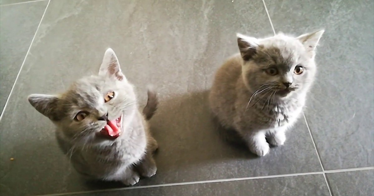 I gattini Teddy e Smokey hanno molta fame e chiedono del cibo (VIDEO)