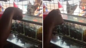 L’adorabile gattino che chiede dei dolci in un negozio e poi scappa velocemente (VIDEO)