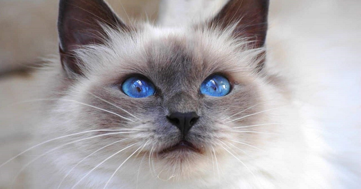 gattino British Shorthair che ama passeggiare con la sua padrona