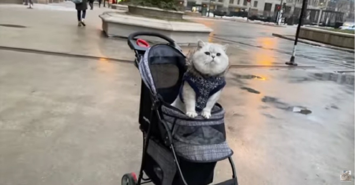 Apollo, il gattino British Shorthair che ama passeggiare con la sua padrona (VIDEO)