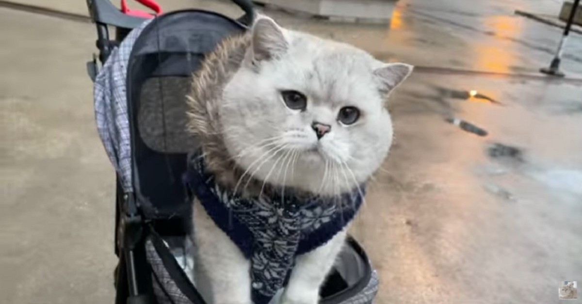 gattino British Shorthair che ama passeggiare con la sua padrona