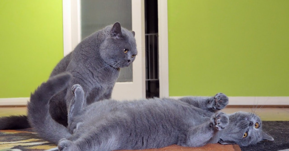 Il gattino Coco lotta contro Monty e i due si divertono davvero tanto (VIDEO)