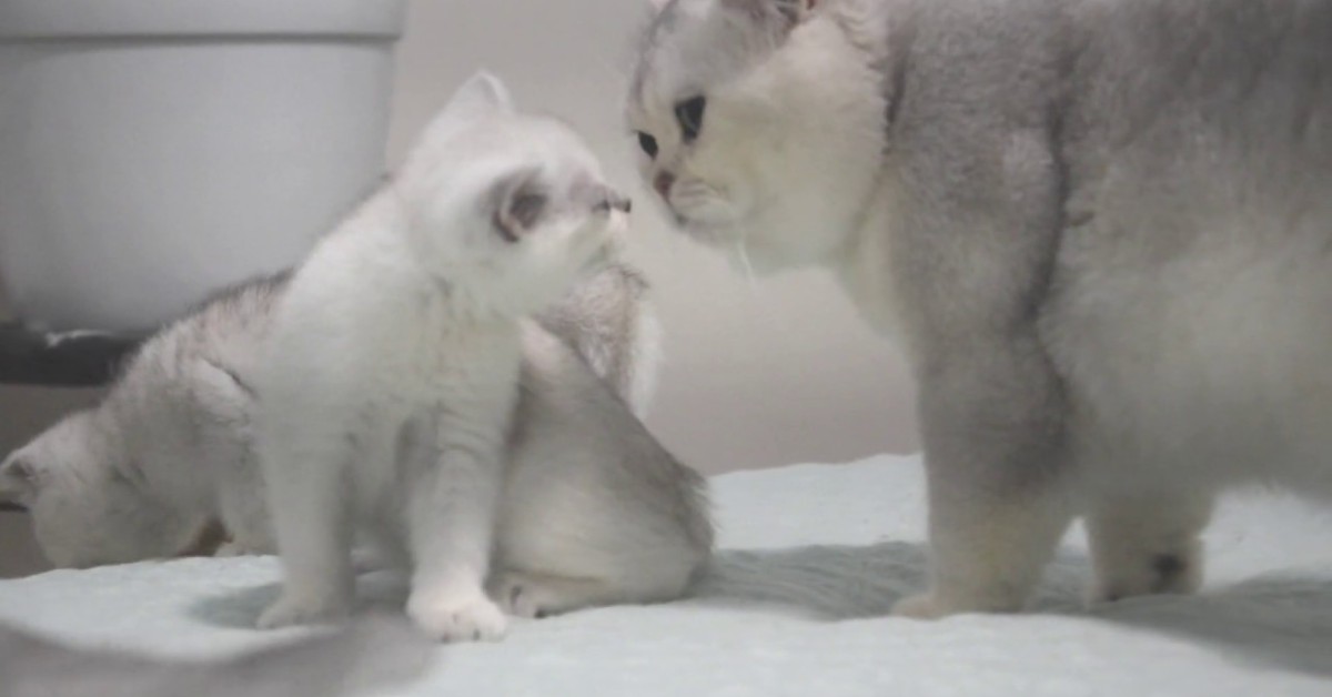 Il gattino Joy incontra i suoi cuccioli per la prima volta (VIDEO)