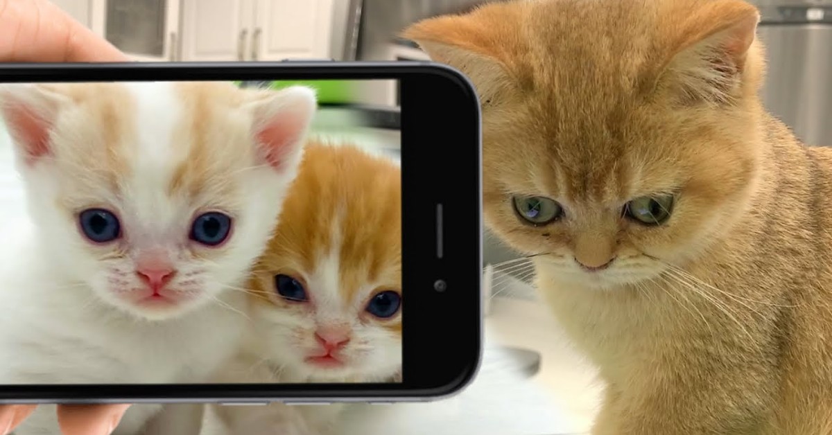 Il gattino Kira vede un gatto attraverso il telefono del padrone (VIDEO)