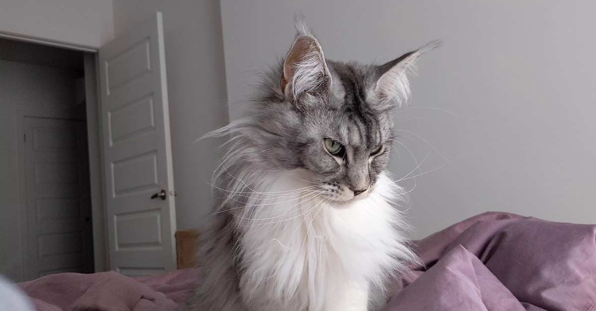 Il gattino Maine dà il buongiorno alla sua padrona ogni giorno (VIDEO)