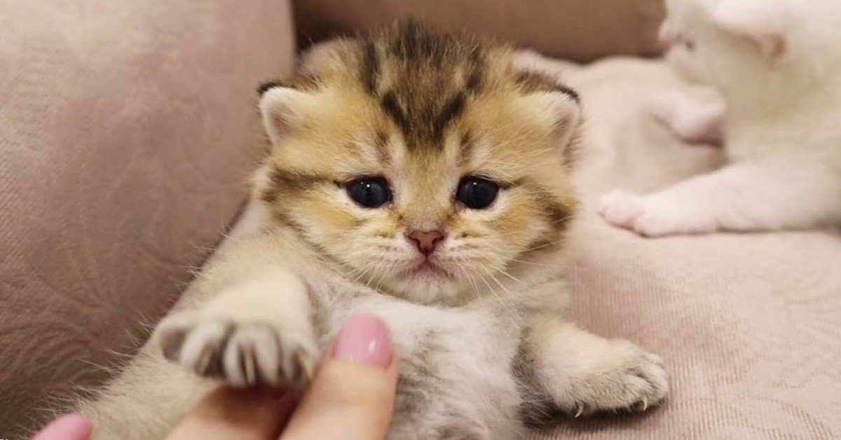 Il gattino Toffee è dolcissimo e gli riservano grandi attenzioni (VIDEO)