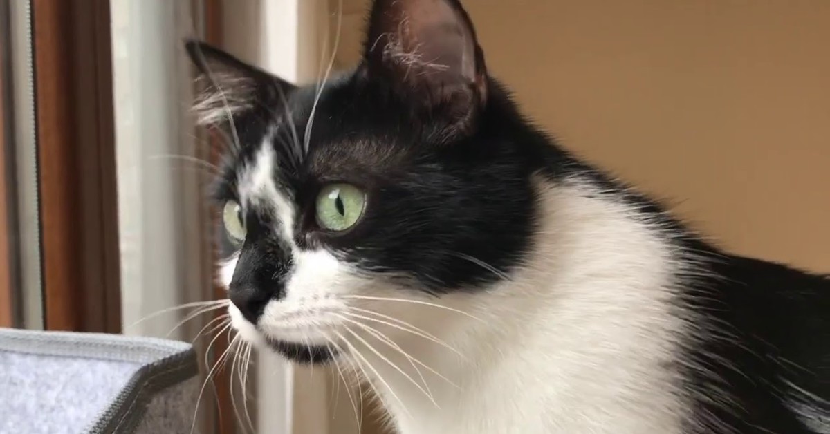 Il gattino Uni osserva gli uccellini dalla finestra di casa (VIDEO)