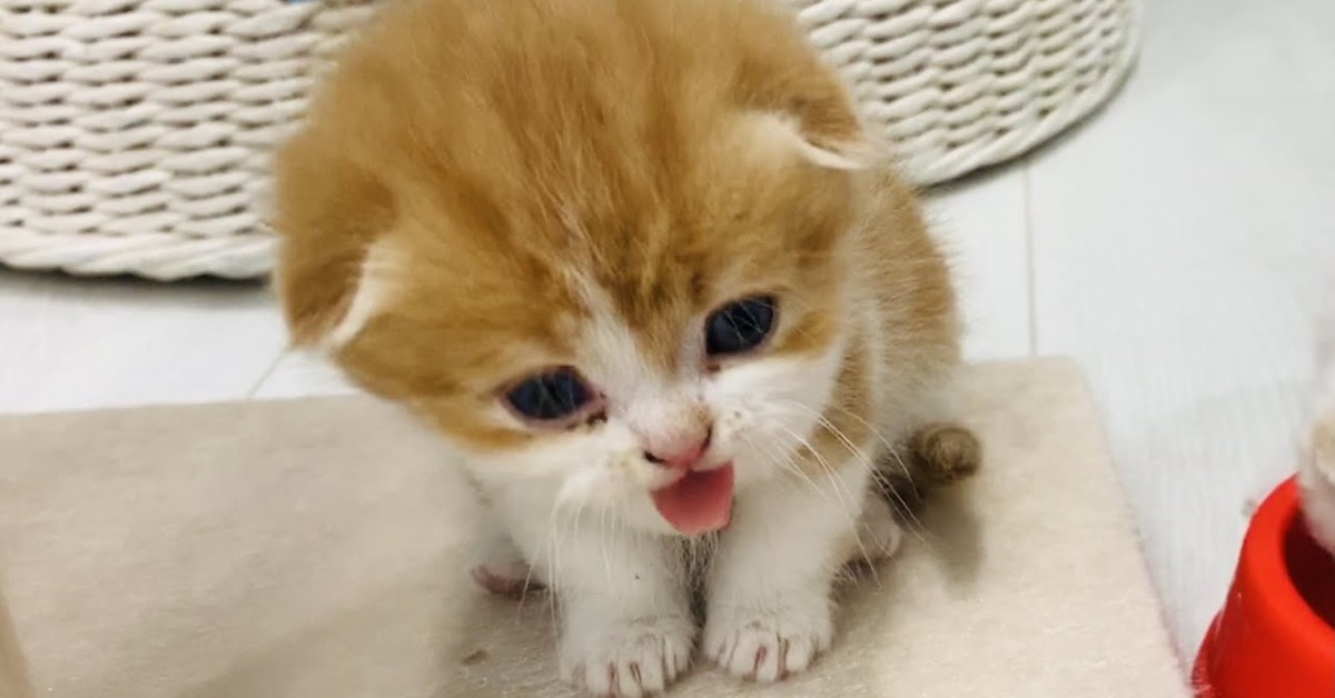 Un gattino Willie non riesce a mangiare per colpa dei fratellini (VIDEO)