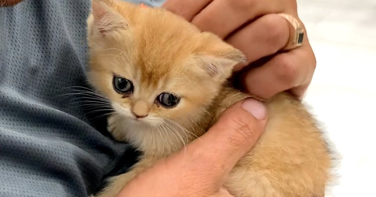 Un gattino adottato parla tantissimo con il padrone (VIDEO)
