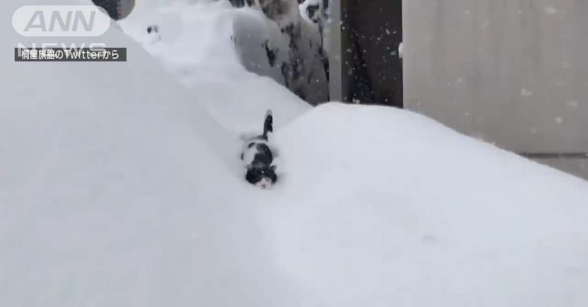 Un gattino affonda sulla neve e si diverte molto (VIDEO)