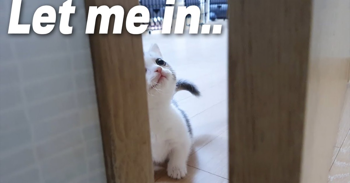 Un dolcissimo gattino aspetta sempre il padrone dietro la porta (VIDEO)