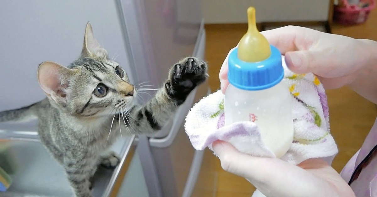 Un gattino beve il latte dal biberon che il padrone ha deciso di dargli (VIDEO)
