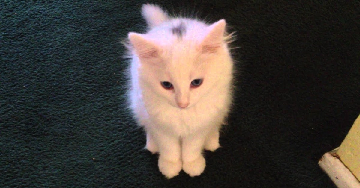Un gattino bianco parla col padrone animatamente (VIDEO)