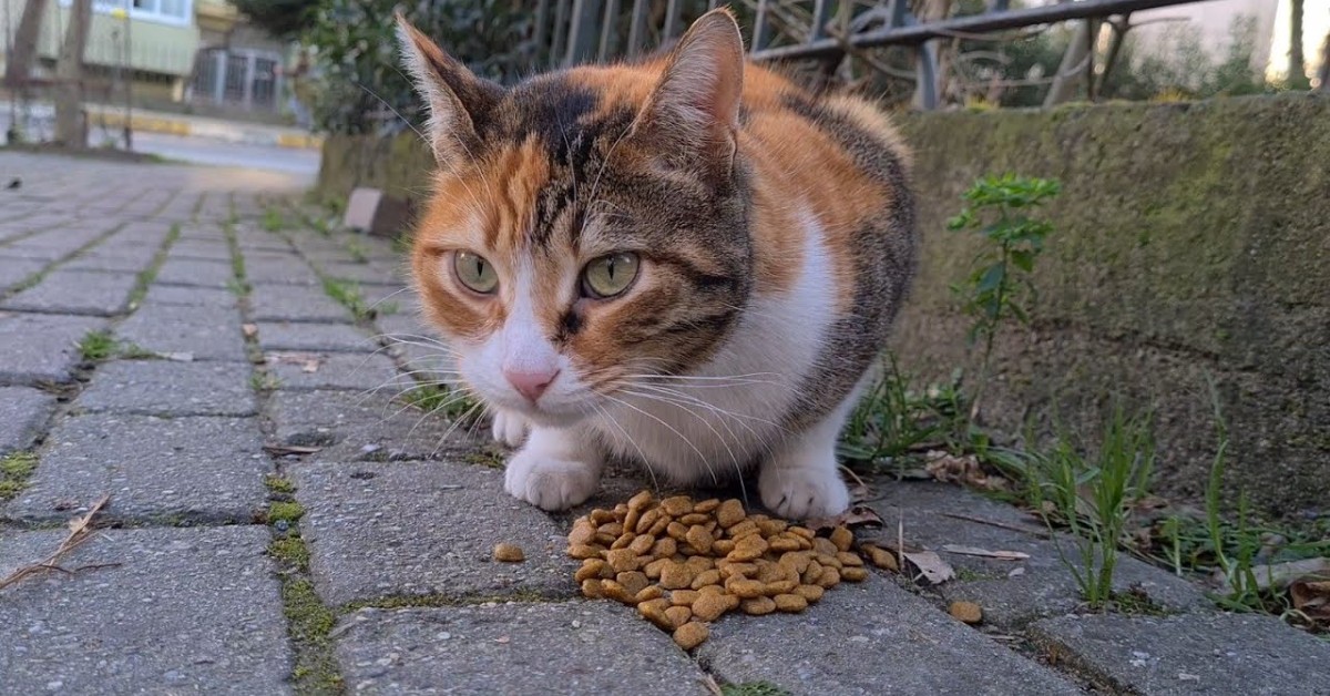 Un gattino calico senza coda e randagio cerca aiuto dall’uomo (VIDEO)