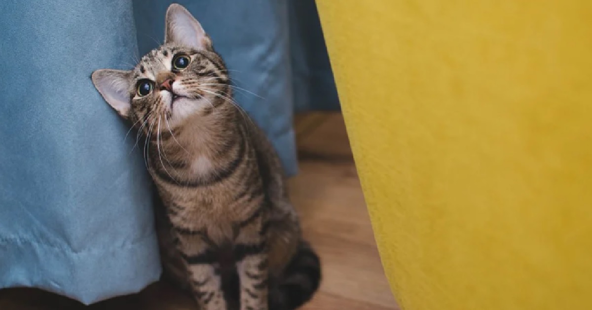 Gattino celtico è affamato come non mai, tutte le sue richieste nel tenerissimo video