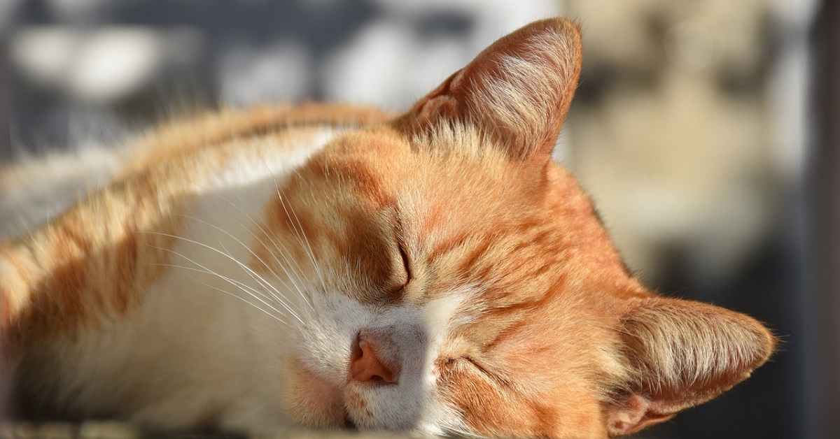 gattino che ama il sole più di ogni altra cosa