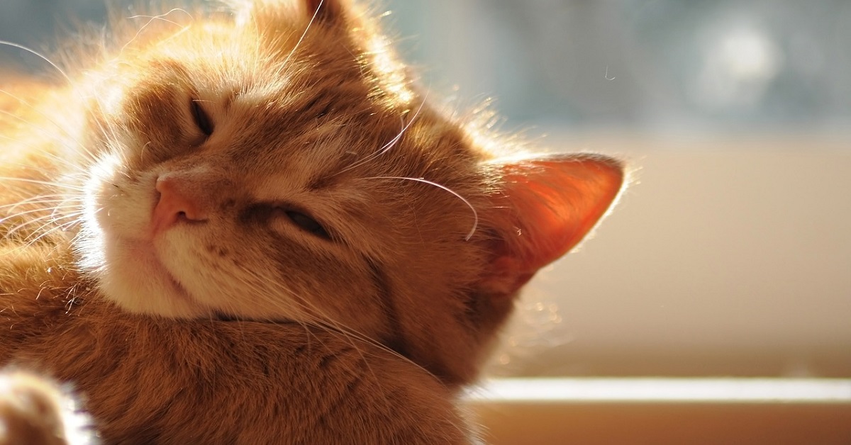 Il gattino che ama il sole più di ogni altra cosa (VIDEO)