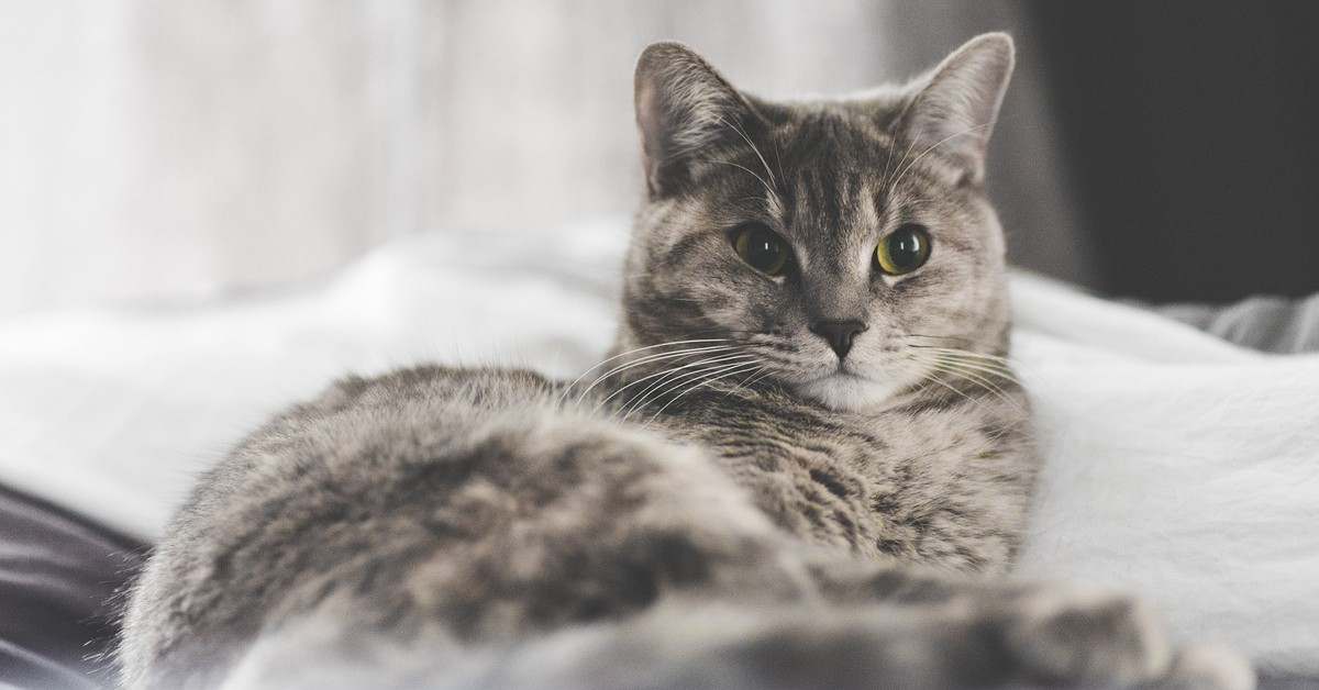 gattino che cammina sul materasso Memory Foam