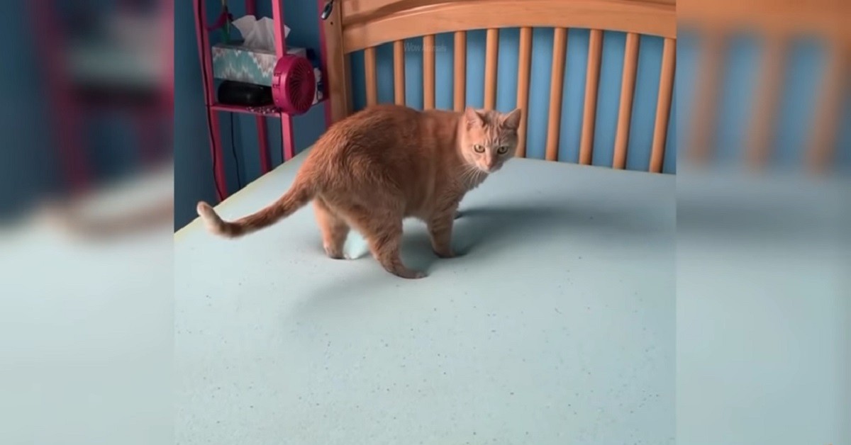gattino che cammina sul materasso Memory Foam