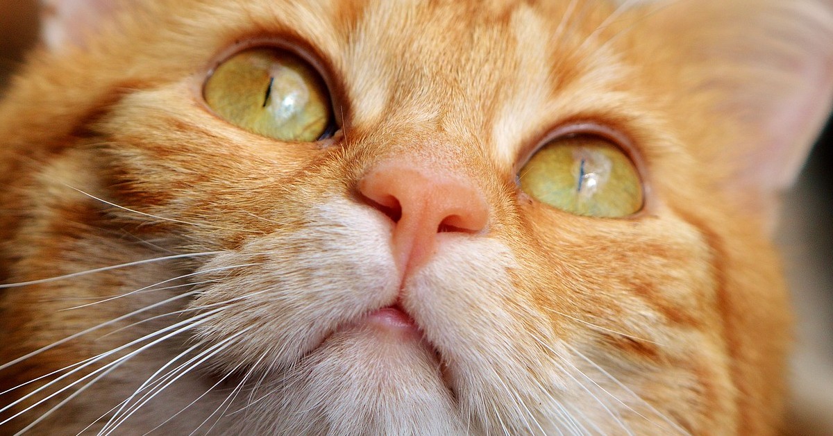Butters, il gattino che giudica i vicini dalla finestra (VIDEO)