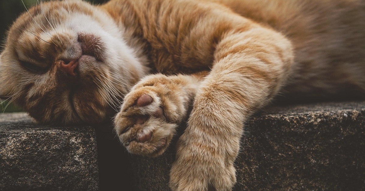 Il gattino che rotola ogni volta che il proprietario gli accarezza la schiena (VIDEO)