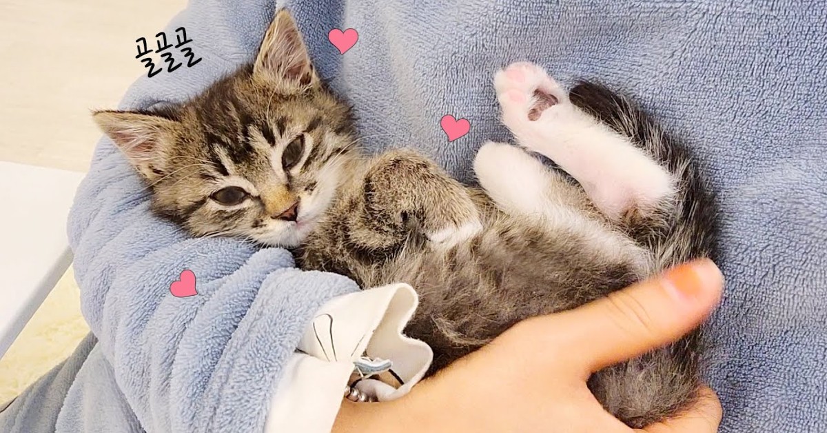 Un gattino crede che il padrone sia la sua mamma (VIDEO)