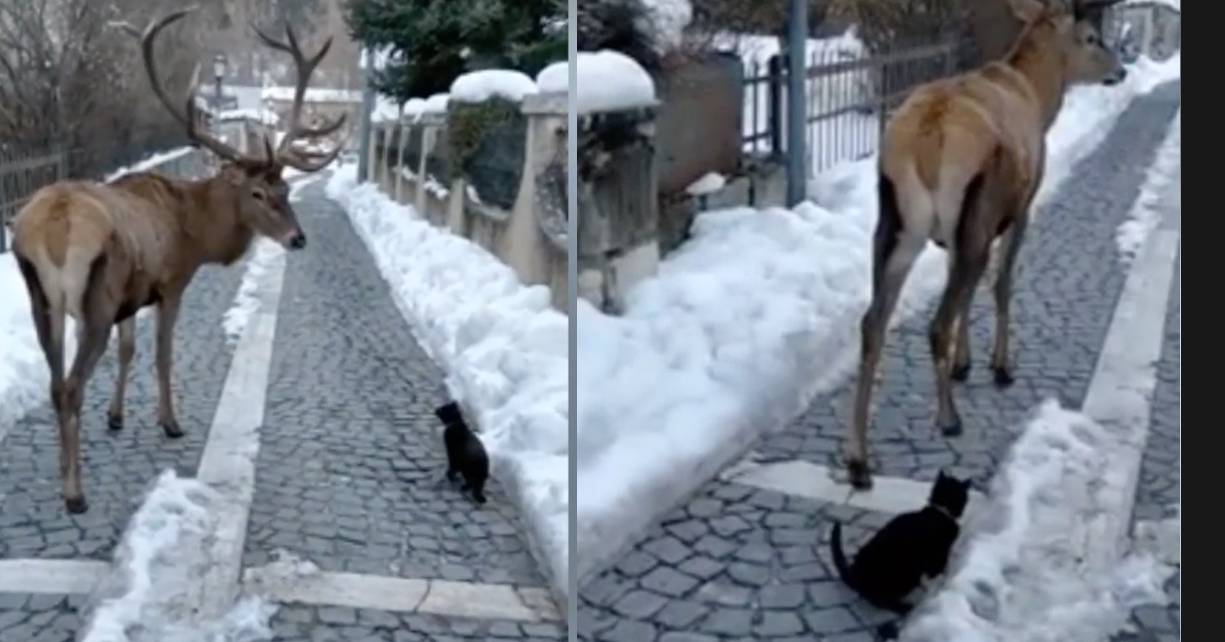 Gattino curioso segue un cervo nel Parco Nazionale d’Abruzzo, il video è meraviglioso