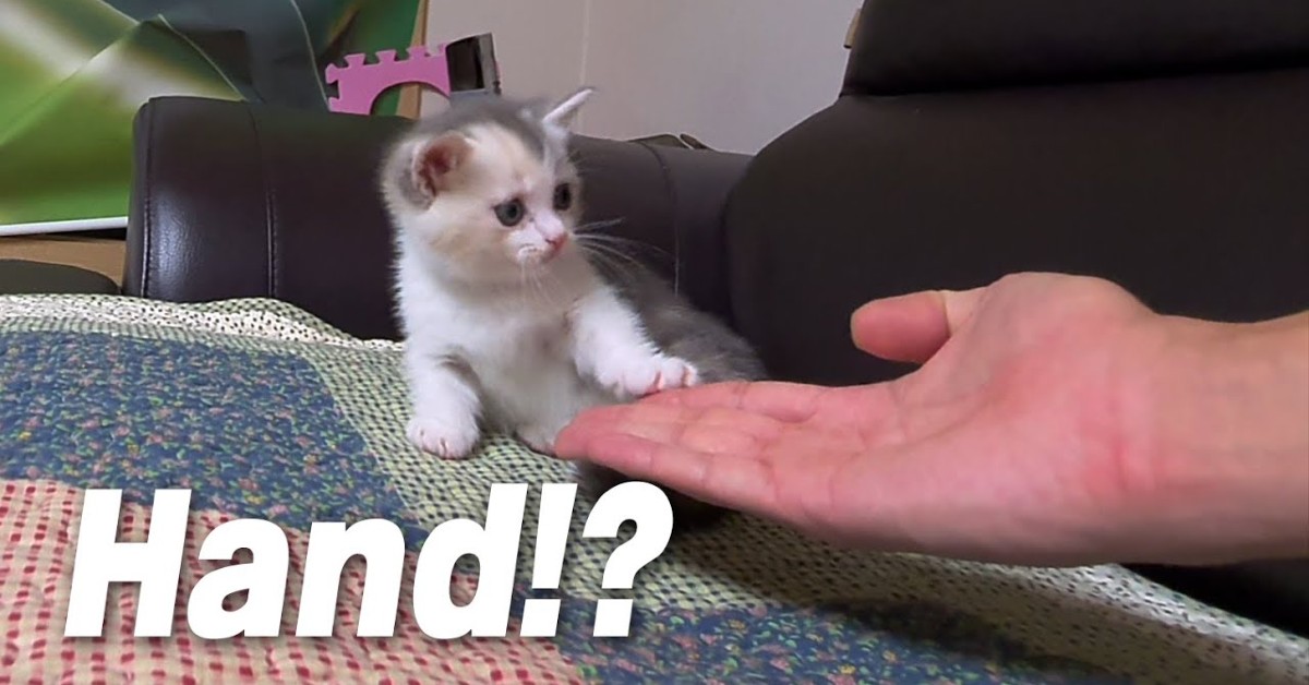 Un gattino dà la zampa al padrone e insieme trascorrono il tempo (VIDEO)