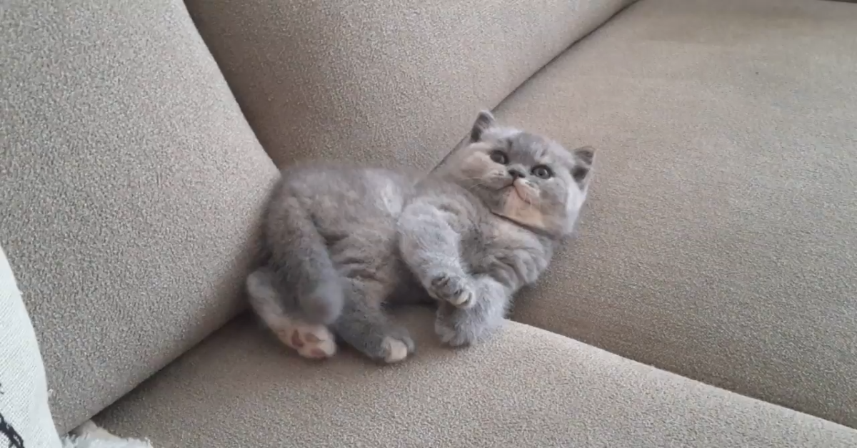 Un gattino desidera giocare con la padrona che lo accontenta (VIDEO)