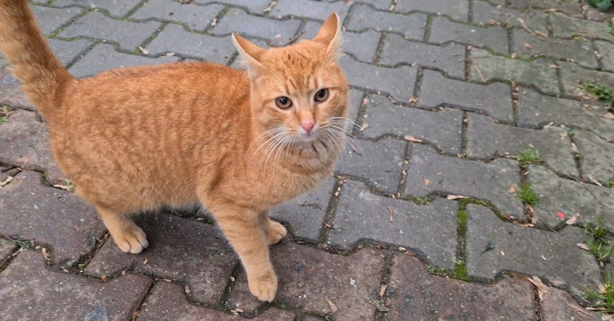 Un gattino di strada ha fame e cerca cibo e coccole dai passanti (VIDEO)