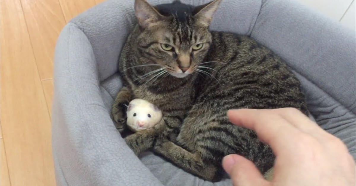 Un gattino difende un criceto di peluche dal padrone che lo vuole prendere (VIDEO)