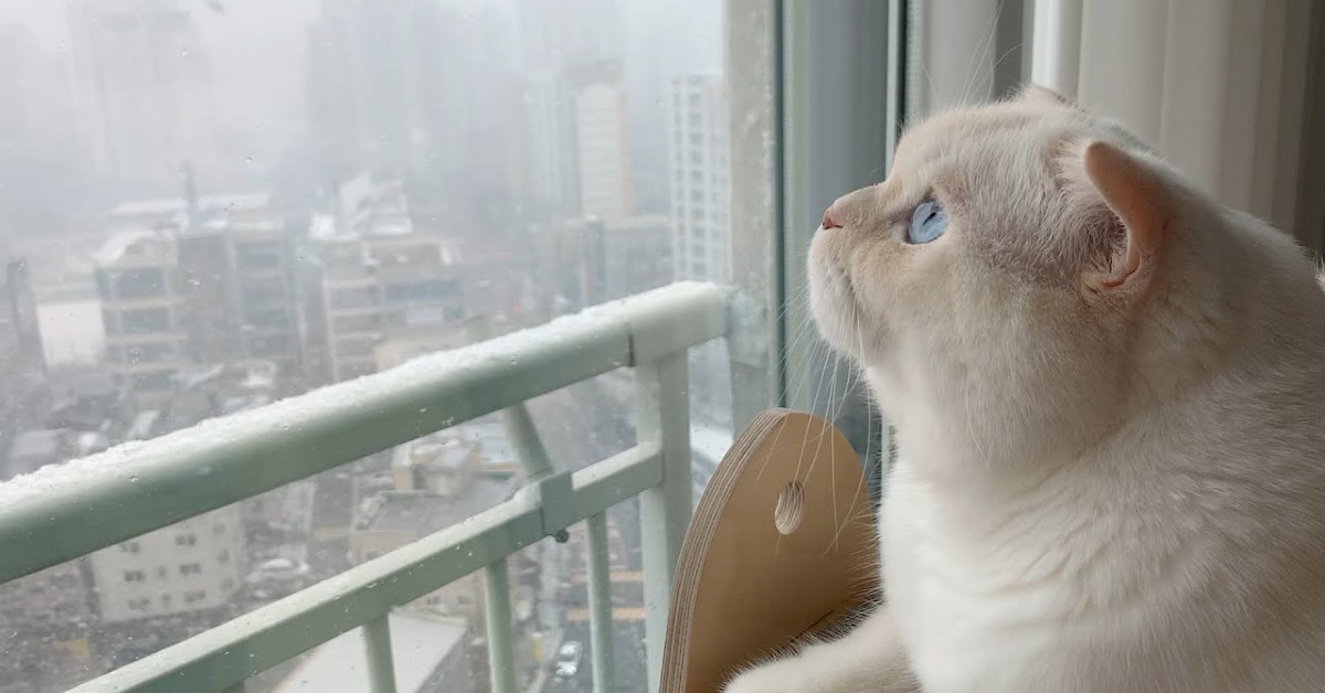Un gattino è attratto dalla neve e guarda lo spettacolo dalla finestra (VIDEO)