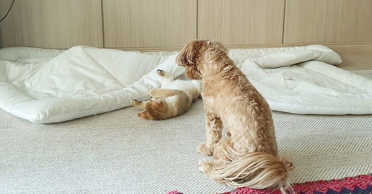 Un gattino e cagnolino giocano insieme e si divertono (VIDEO)